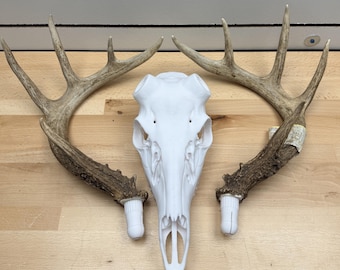 3D Printed Deer Skull Mount | Euro Mount Antler Display