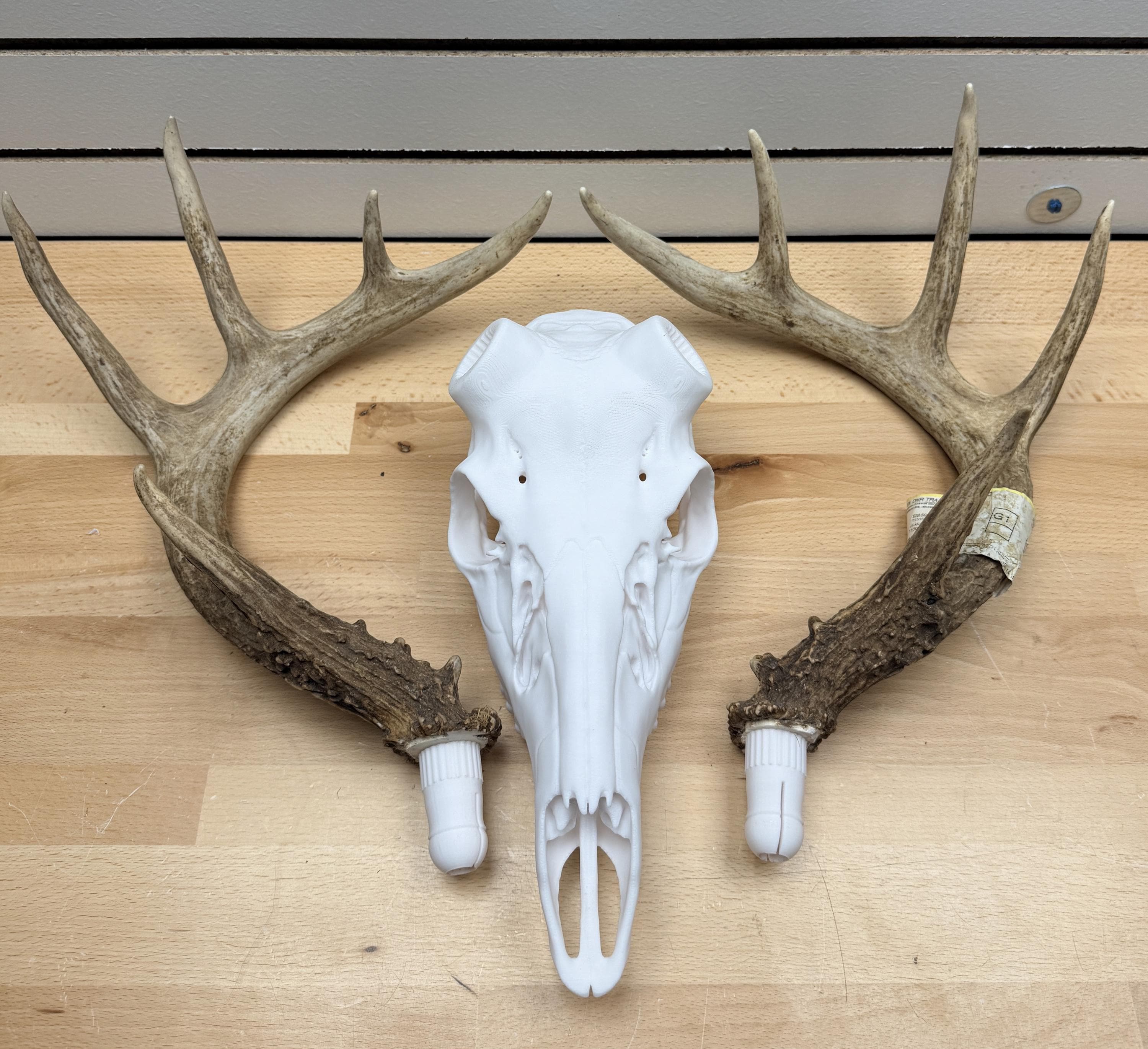Whitetail Deer Skull - Etsy