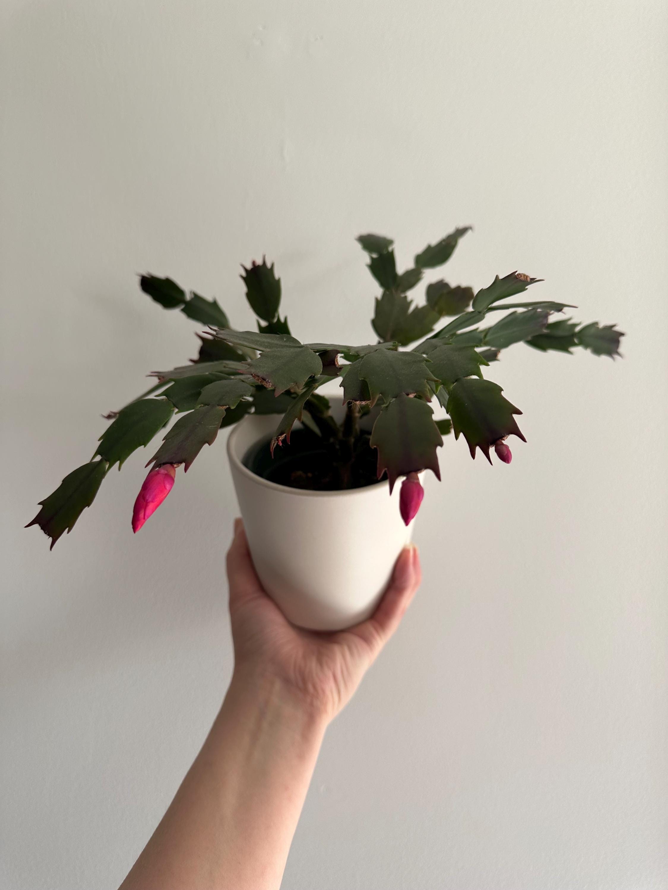 Christmas/Thanksgiving cactus cuttings
