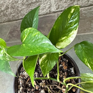 Puede incluir: Primer plano de una planta de potos en maceta. Las grandes hojas verdes están salpicadas de amarillo y blanco. Las hojas brillantes tienen forma de corazón. La planta está en una maceta marrón oscuro llena de tierra y astillas de madera.