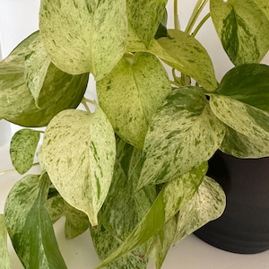 Puede incluir: Primer plano de una planta de interior con hojas grandes y abigarradas. Las hojas presentan patrones irregulares de verde claro, blanco y verde más oscuro. La planta está en una maceta negra, sobre un fondo blanco.