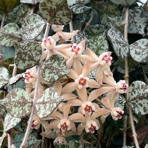 Hoya Curtsii cuttings