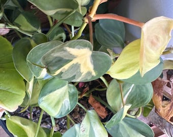 Philodendron Brasil cuttings