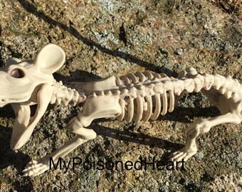 Lg. Halloween Prop Rat Skeleton Rat Specimen