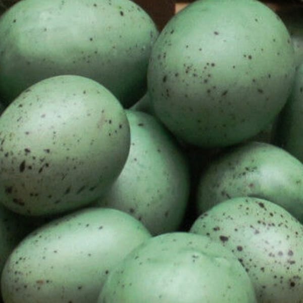 Set Of 6 Teal Blue Green Speckled Bird Eggs 3/4”- 1” Bird Nest Eggs
