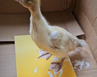 May include: A fluffy, light yellow duckling with a light brown head and beak stands on a yellow surface inside a cardboard box. The duckling's webbed feet are visible, and the box provides a simple, natural backdrop.