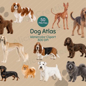 Puede incluir: Una colección digital de 50 ilustraciones de perros en acuarela etiquetada como Dog Atlas Watercolor Clipart 300 DPI. El conjunto presenta varias razas, incluyendo un caniche, spaniel, galgo, basset hound, teckel, pomerania y chow chow.