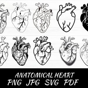 Anatomical Heart svg bundle, Flower Heart Svg, Nurse Life, Human Heart Svg, Heart S, Anatomy Svg, Medical Svg, Cut File Cricut, Silhouette