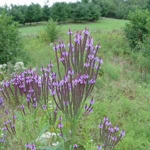 Verbena hastata (Blue Vervain, American Vervain, Swamp Verbena, Simpler&#39;s Joy), well-rooted plant with topgrowth in 3&quot; pot