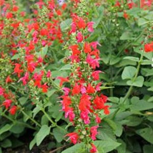 Salvia coccinea (Scarlet Sage, Blood Sage, Texas Sage, Tropical Sage, Hummingbird Sage), well-rooted plant with topgrowth in 3&quot; pot