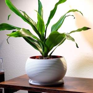 May include: A green houseplant with long, pointed leaves in a white ceramic pot with a ribbed design. The pot is sitting on a wooden surface.