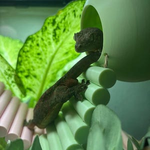 Pu&ograve; includere: Un geco marrone appollaiato su una struttura per arrampicata verde chiaro e rosa all'interno di un terrario. Il geco &egrave; vicino a un nascondiglio verde chiaro. Grandi foglie verdi sono sullo sfondo.