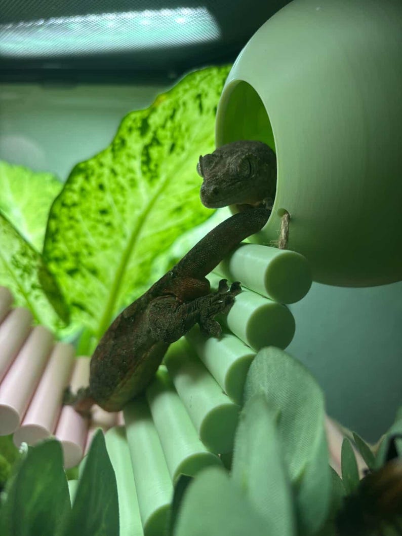 Pu&ograve; includere: Un geco marrone appollaiato su una struttura per arrampicata verde chiaro e rosa all'interno di un terrario. Il geco &egrave; vicino a un nascondiglio verde chiaro. Grandi foglie verdi sono sullo sfondo.