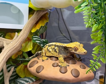May include: A crested gecko with yellow and brown markings rests on a brown mushroom-shaped platform with dark brown spots. The terrarium includes a white cloud-shaped decoration, artificial plants, and a small milk carton-shaped hideaway.