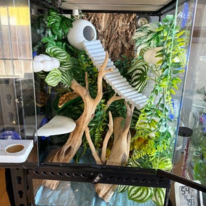 Pu&ograve; includere: Un terrario di vetro con cornice nera, riempito con piante artificiali, legni e un nascondiglio bianco con una scala. Il recinto include un termometro e igrometro digitale, creando un habitat naturalistico.
