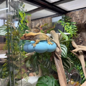 Gecko/Reptile Cloud Ledges