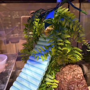 Gecko/Reptile Coconut Hide with Bridge immagine 10
