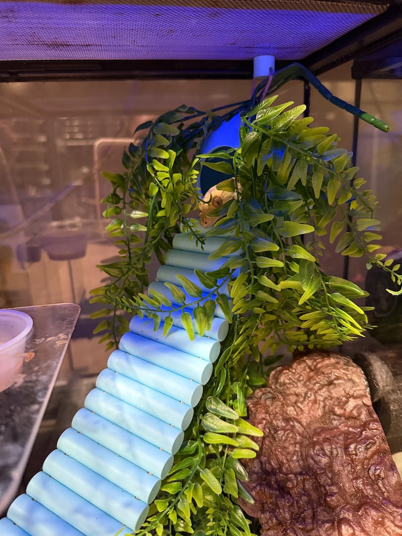 Gecko/Reptile Coconut Hide with Bridge immagine 10
