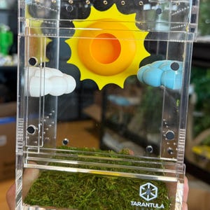 Jumping Spider Sun Hide