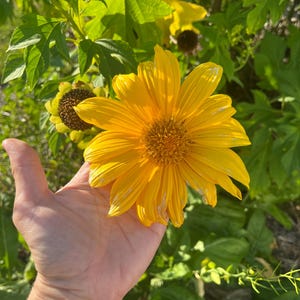 Organically Grown Mexican Sunflower Cuttings 7 fresh cut