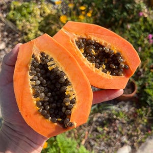 Organically Grown Mystery Papaya Seeds