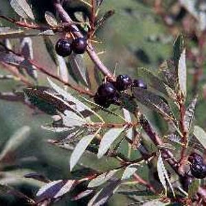 May include: Close-up of a branch with dark purple berries and green and purple leaves. The berries are clustered together on the branch. The leaves are long and slender, with a slight curve. The background is blurred.