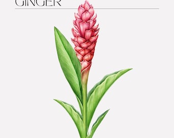 Ilustração em aquarela de flor de erva gengibre