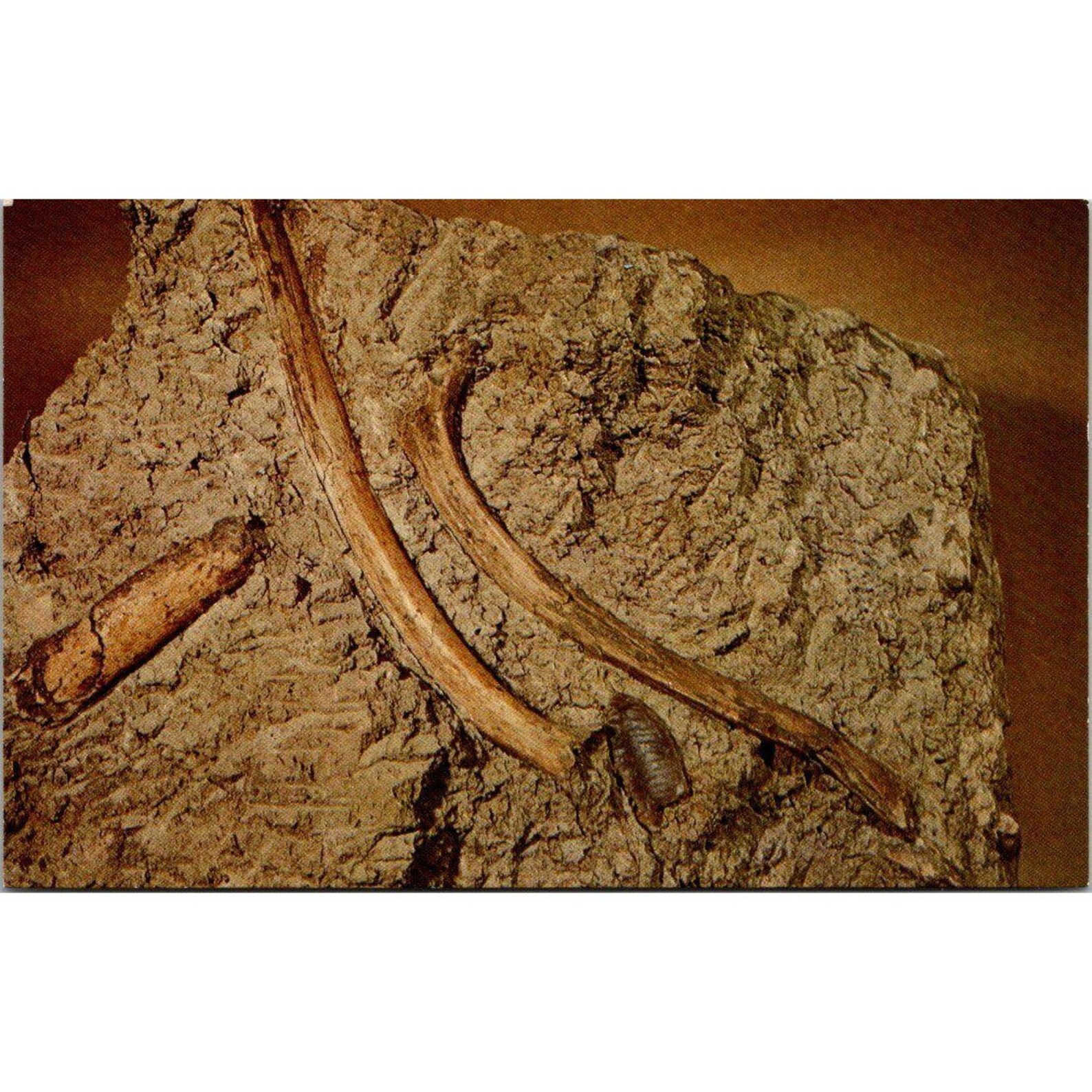 Folsom Point Bison Bones Vintage Postcard Etsy