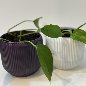 May include: Two potted plants with green leaves in ribbed pots. One pot is purple and the other is white.