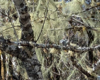 Líquen Usnea inteiro (Usnea barbata) Musgo Barba-de-Velho Selvagem - cortado sob encomenda