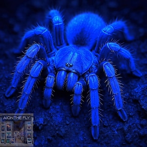 Blue Tarantula Wall Art Print – Glowing Spider Digital Download for Creepy Cool Decor - Unique Insect Photography Poster - Arachnid AI Image