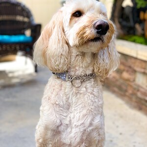 Pode incluir: Um c&atilde;o branco e felpudo com uma coleira azul claro com bolinhas brancas est&aacute; sentado e olhando para cima. O c&atilde;o tem um nariz marrom claro e olhos castanhos.
