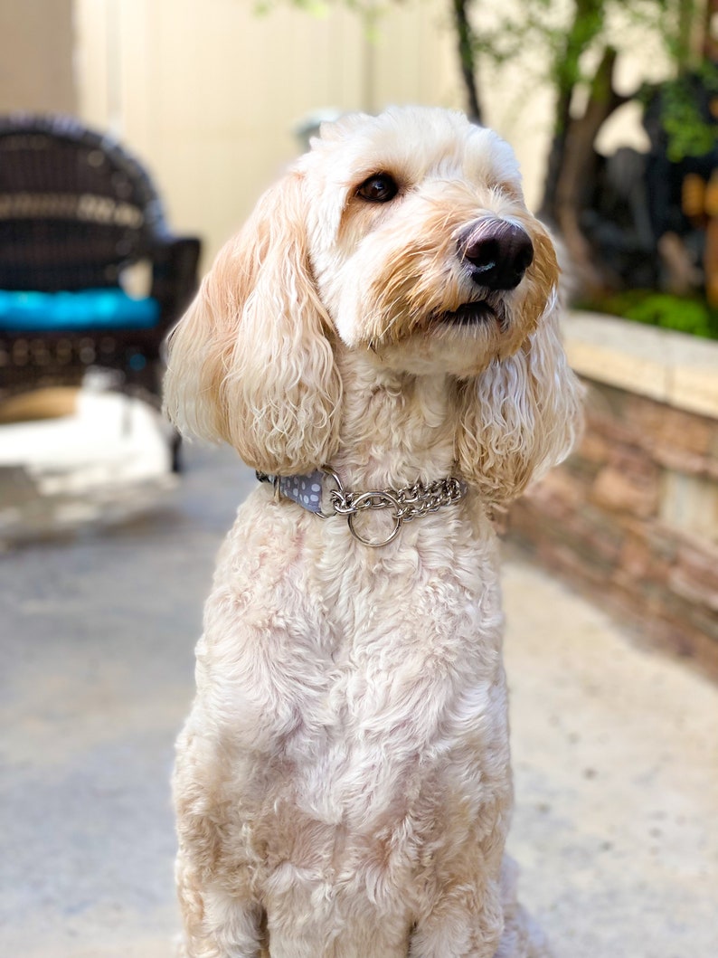 Pode incluir: Um c&atilde;o branco e felpudo com uma coleira azul claro com bolinhas brancas est&aacute; sentado e olhando para cima. O c&atilde;o tem um nariz marrom claro e olhos castanhos.