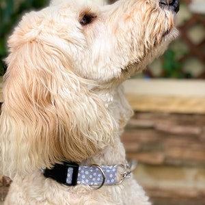 Pode incluir: Um c&atilde;o branco com uma coleira de bolinhas cinza claro e branco. O c&atilde;o est&aacute; olhando para cima e tem a boca ligeiramente aberta.