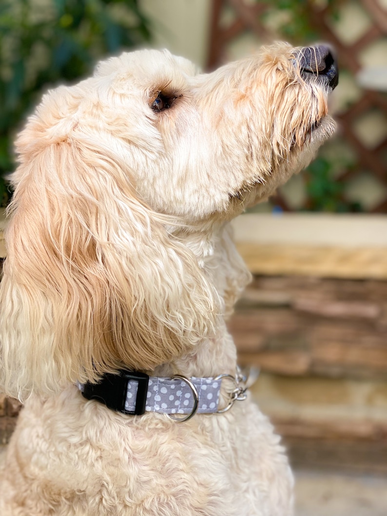 Pode incluir: Um c&atilde;o branco com uma coleira de bolinhas cinza claro e branco. O c&atilde;o est&aacute; olhando para cima e tem a boca ligeiramente aberta.
