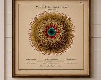 Housewarming Gift Coastal Wall Art Vintage Sea Urchin Print Nautical Ocean Decor Antique Marine Illustration