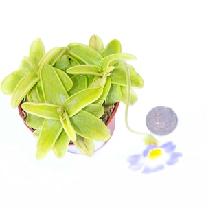 Three Pinguicula Primuliflora Butterworts- Fairy Carnivorous Flowers