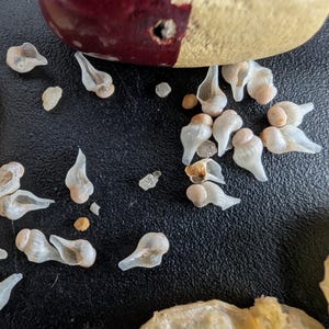 Micro natural Whelk conch shell seashells for creating mini coastal decor and art. Tiny seashells. Marine homeschool  coastal exploration