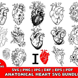 Anatomical Heart SVG Bundle: Floral & Medical Anatomy Clipart (Instant Download)