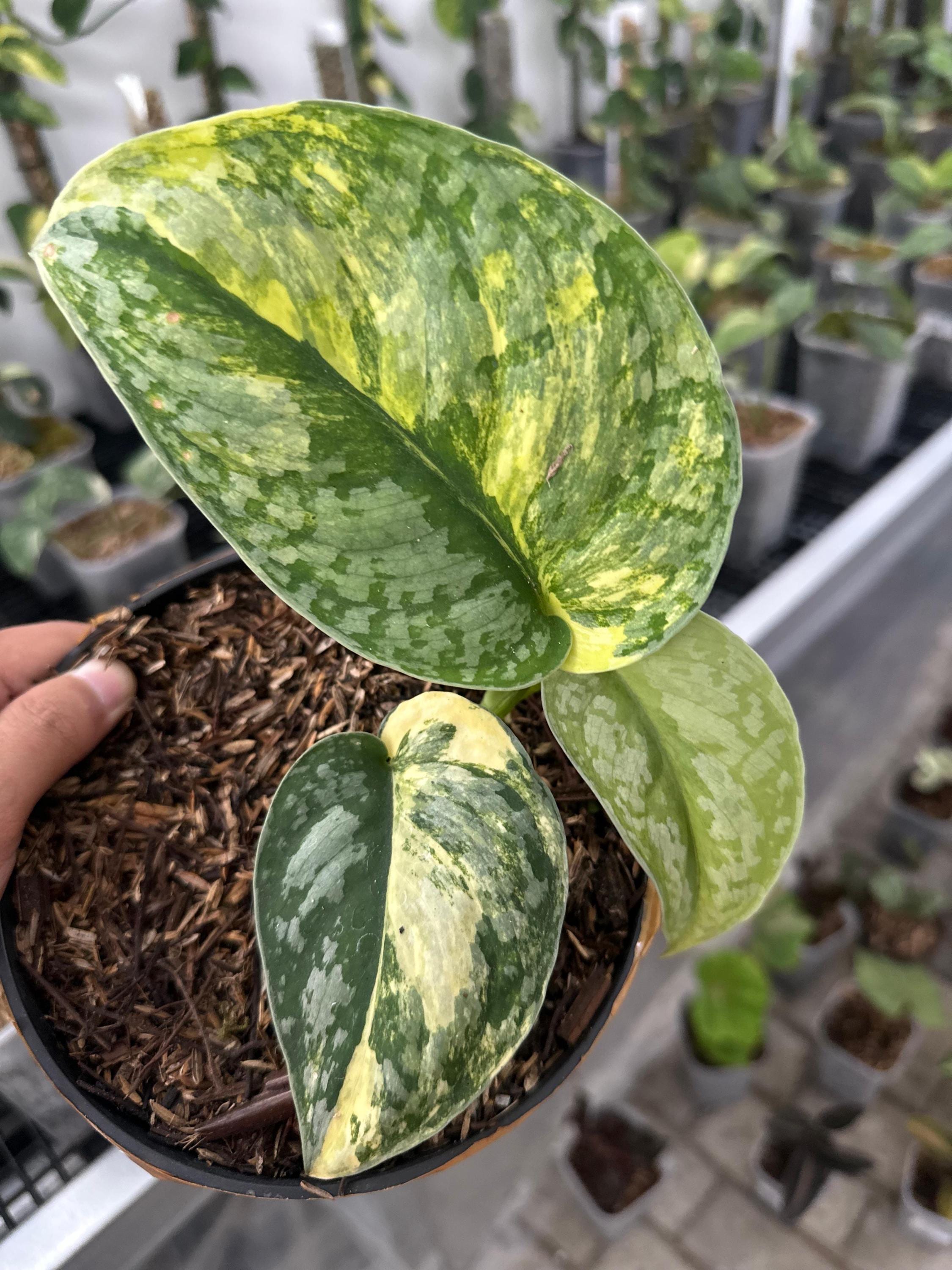 Scindapsus borneo - Etsy 日本