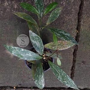 Peut inclure: Une petite plante en pot avec des feuilles vertes tachetées de blanc. La plante est dans un pot noir et repose sur une surface de pierre grise.
