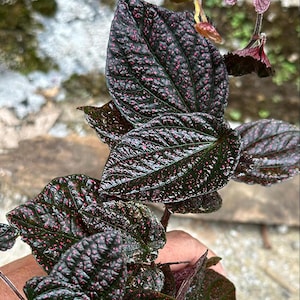 Piper Sp.papua Pink Variegated - Etsy