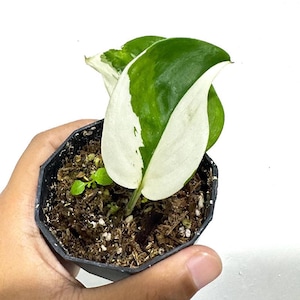 Scindapsus Treubii clair de lune albo plante tropicale exotique vivante panachée intérieur extérieur facile d&#39;entretien unique aroïde