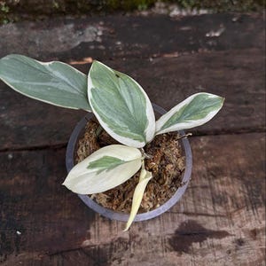 Scindapsus No Id Variegated Live Exotic Tropical Foliage Plant Indoor Outdoor Easy Care Unique Aroid