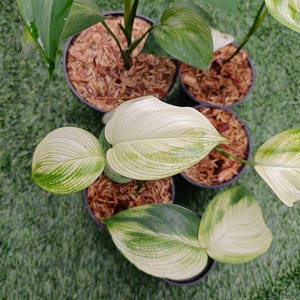 Scindapsus White Monster Variegated Live Exotic Tropical Foliage Plant Indoor Outdoor Easy Care Unique Aroid