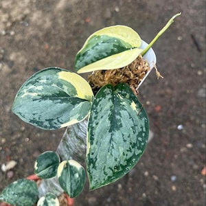 Scindapsus Creamy Splash Variegated Live Rare Exotic Tropical Foliage Plant Indoor Outdoor Easy Care Unique Aroid