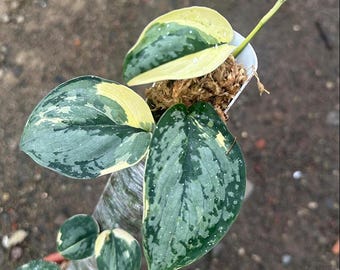 Scindapsus Creamy Splash Bont Levend Zeldzame Exotische Tropische Bladplant Binnen Buiten Onderhoudsvriendelijk Uniek Aroid