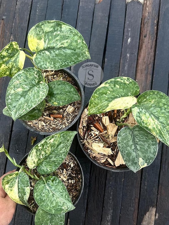 Scindapsus Leopard Live Exotic Tropical Foliage Plant Indoor