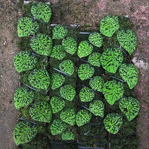 Scindapsus Schlangenschuppe Stabillo Live Exotic Tropisch Laubpflanze Indoor Outdoor Pflegeleicht Aroid