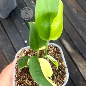 May include: A small potted plant with vibrant green and yellow leaves. The leaves have a striking two-tone coloration, with a mix of bright green and creamy yellow. The plant is in a small, square plastic pot filled with soil and wood chips. The logo "SCINDAPSUS BORNEO" is visible.